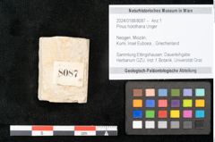 Foto (Objekt + Etikett) von Pinus holothana Unger (NHMW-GEO-2024-0188-8087)